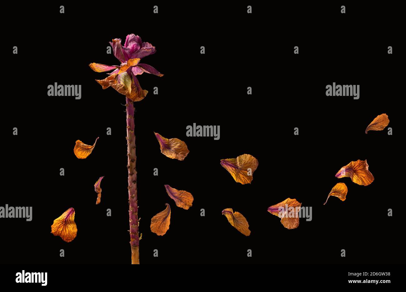 Losing petals hires stock photography and images Alamy