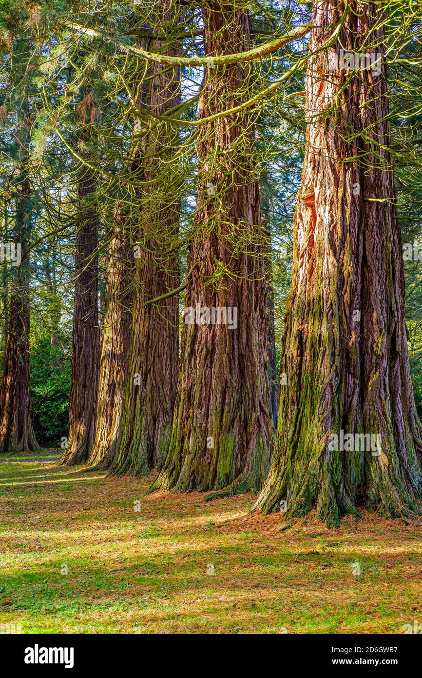 Giant Redwood Trees at Minsteracres, Consett, County Durham, United Kingdom Stock Photo Alamy