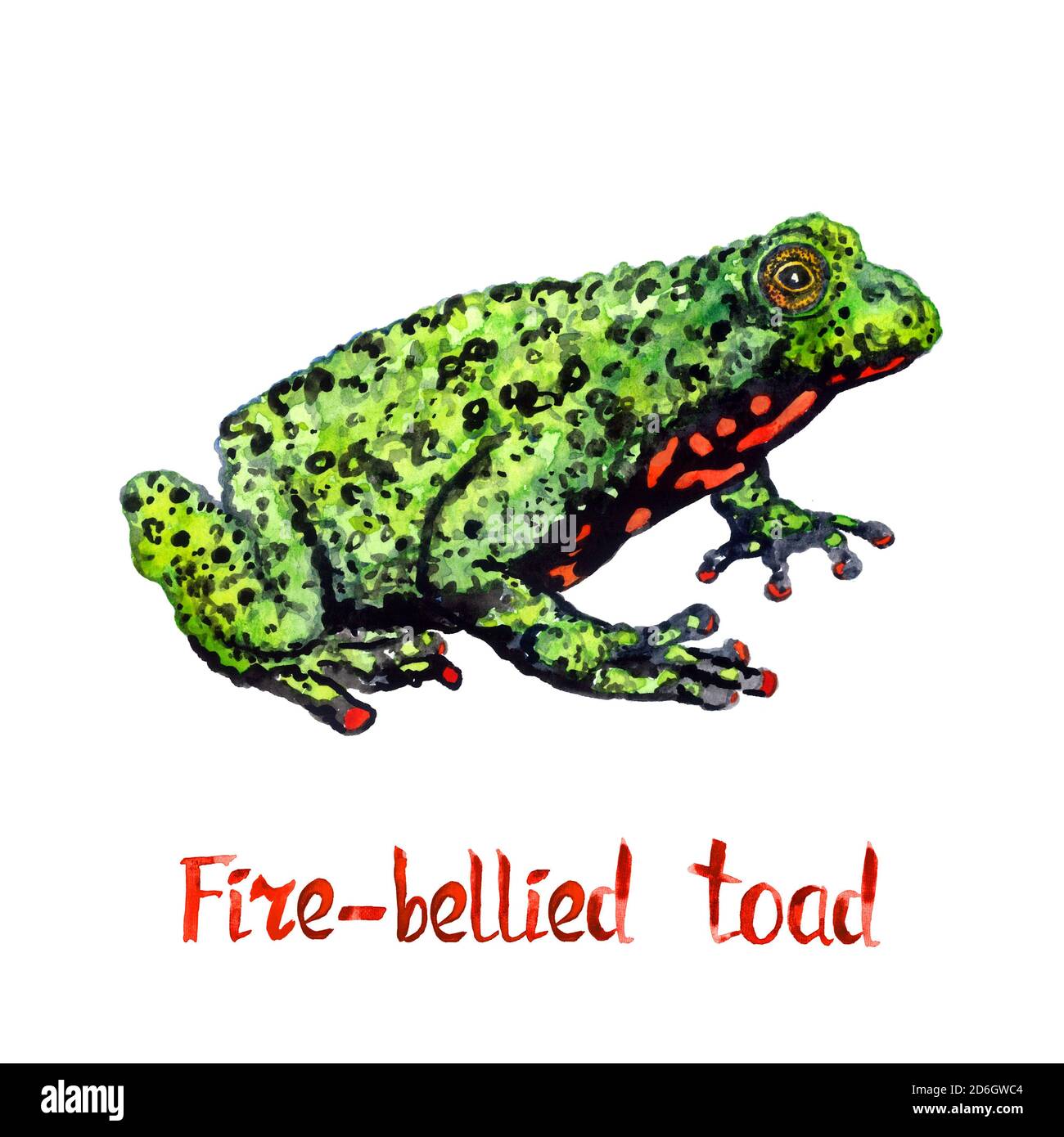 Fire-bellied toad (Bombina bombina), isolated on white hand painted watercolor illustration with handwritten inscription Stock Photo