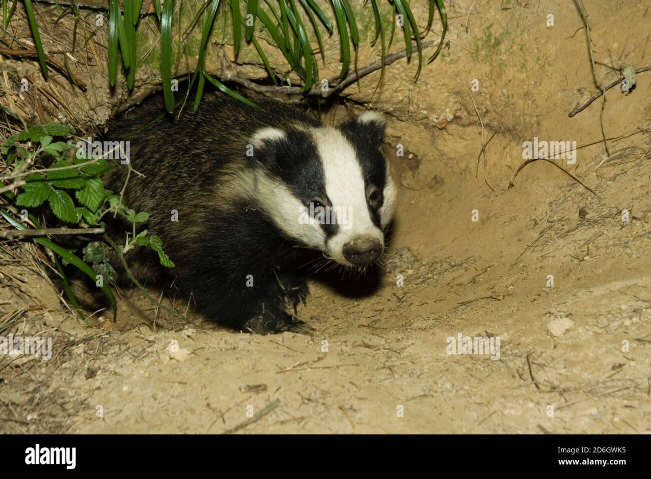 Can A Dachshund Kill A Badger