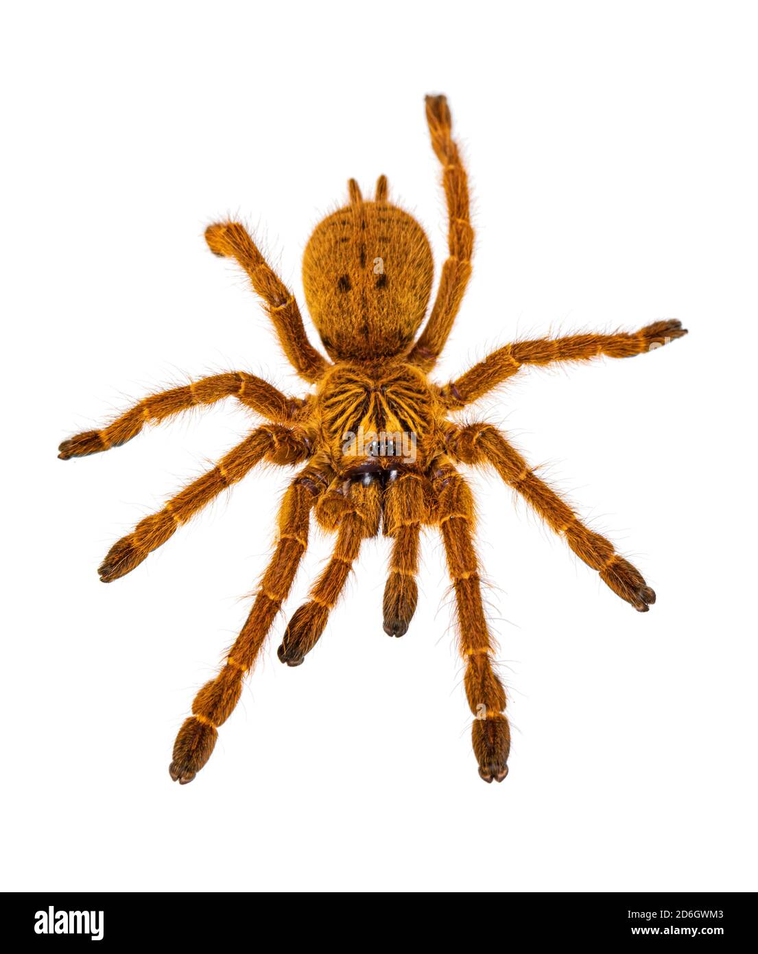 Top view of young Orange baboon tatantula spider aka Pterinochilus murinus RCF. Isolated on white background. Stock Photo