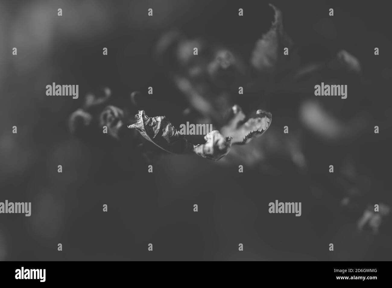 acer black & white Stock Photo - Alamy