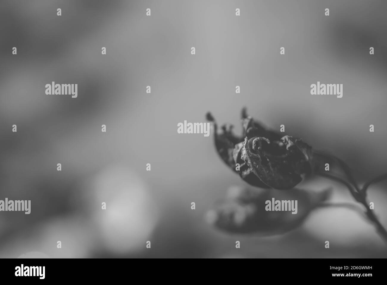 acer black & white Stock Photo - Alamy