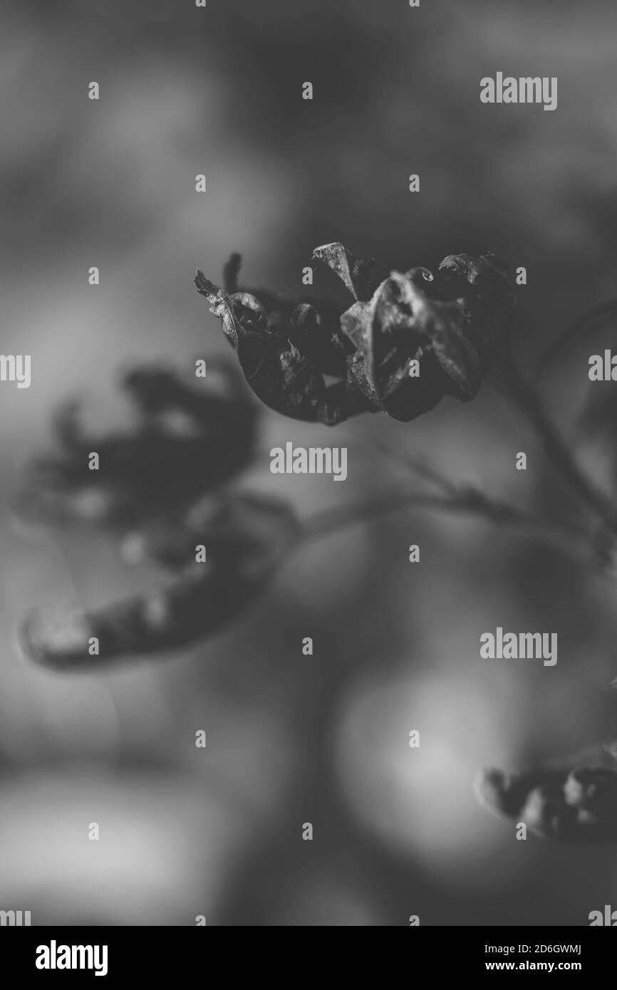 acer black & white Stock Photo - Alamy