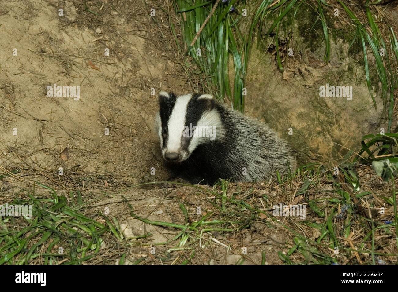 Wild  Badger cub emerging from sett. (Meles meles) Hemsted Forest near Cranbrooke Kent. 05.05.2007. Stock Photo