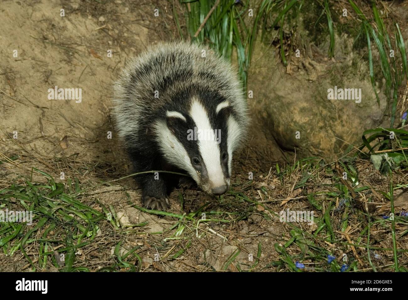 Wild Badger cub emerging from sett. (Meles meles) Hemsted Forest near Cranbrooke Kent. 05.05.2007. Stock Photo