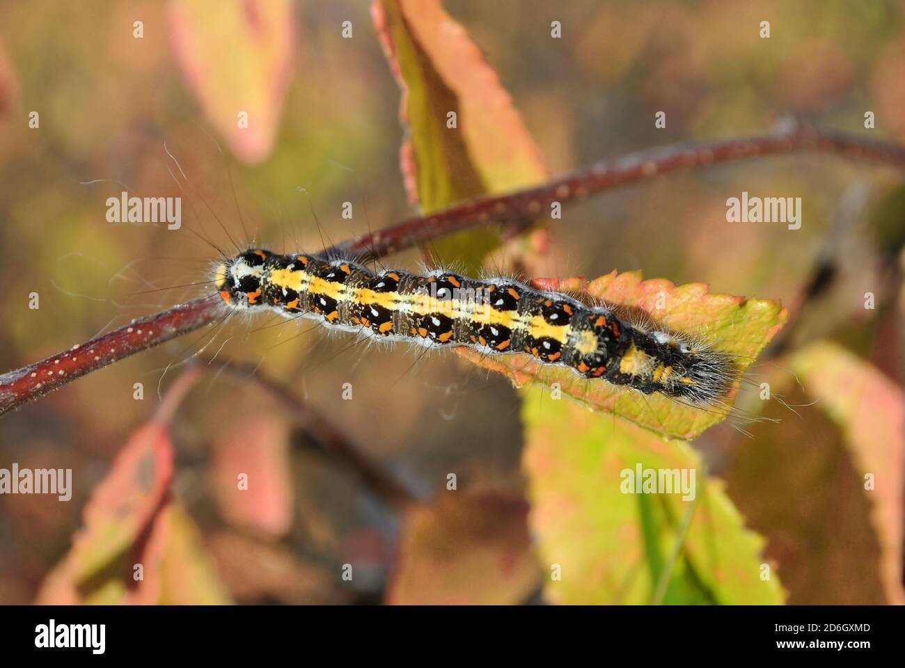 Eastern Tent caterpillar (hairy with red and white spots) crawling on twig top view, leaf blurry background Stock Photo