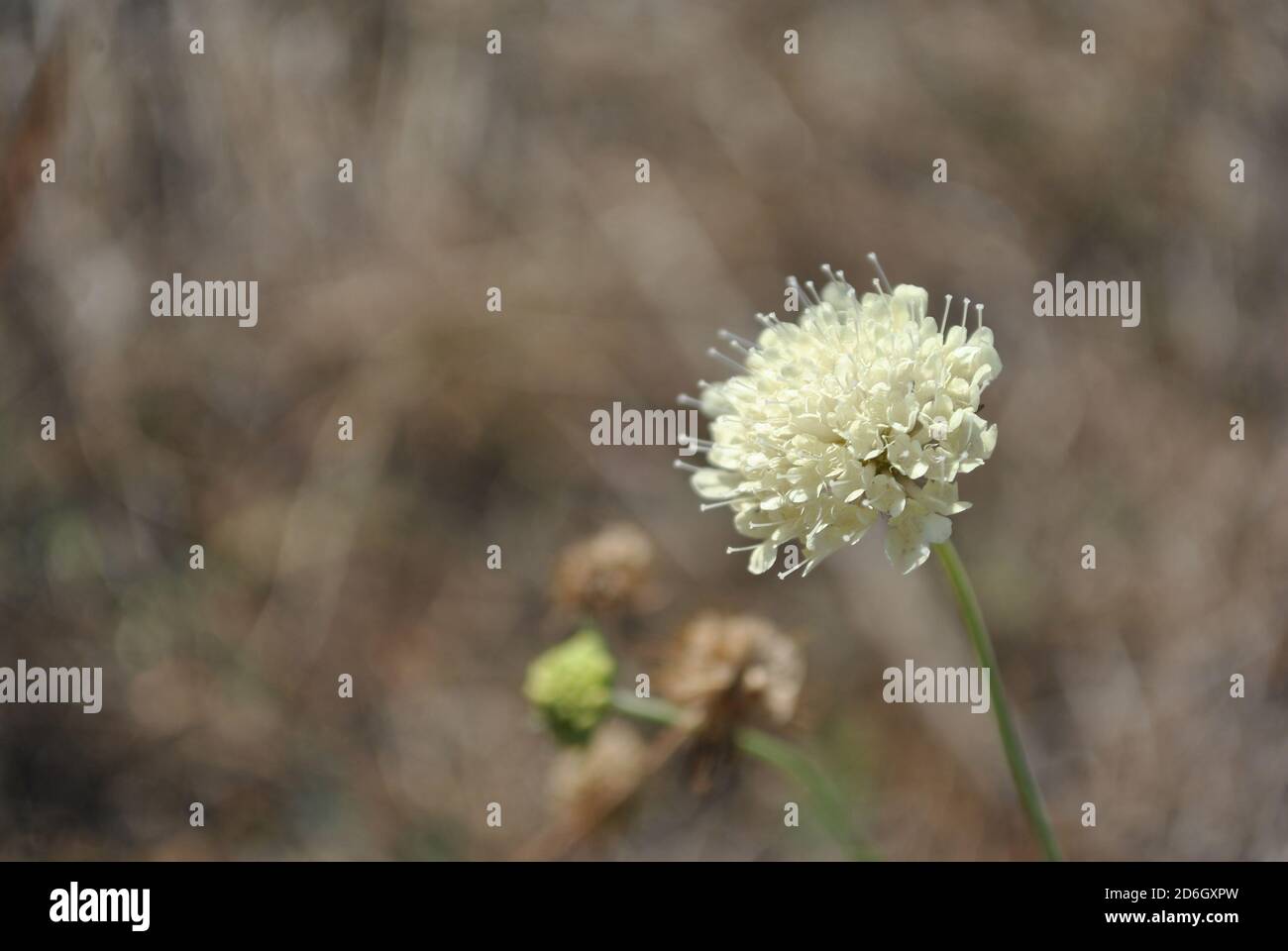 Cephalaria white flower blooming, close up macro detail on soft blurry gray background Stock Photo