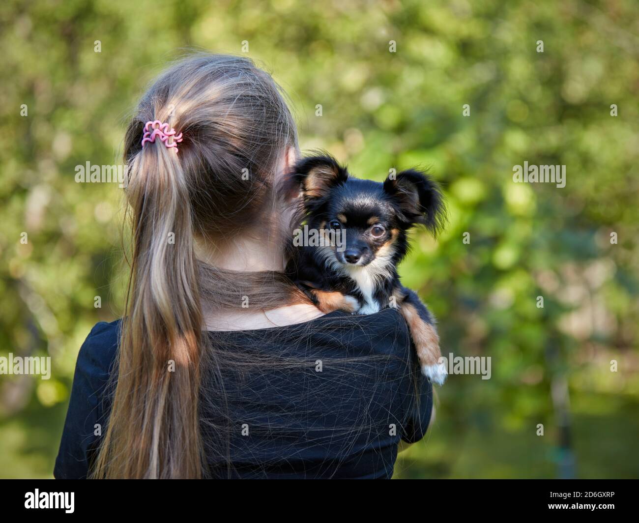 Young blond girl with her black juvenile long-haired Chihuahua dog on her shoulder. Stock Photo