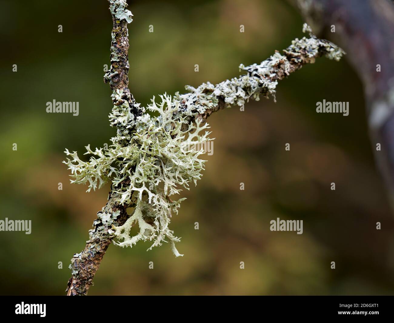 Close up of oakmoss (a species of lichen, Evernia prunastri) growing on a dead tree branch. Stock Photo