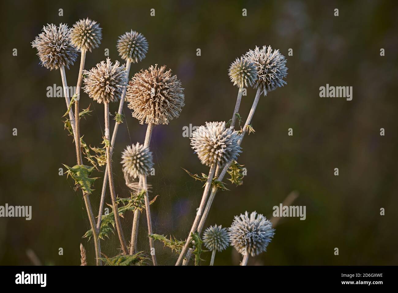 Sunlit flower heads of a glandular globe-thistle (Echinops sphaerocephalus), also known as great globe-thistle or pale globe-thistle. Stock Photo