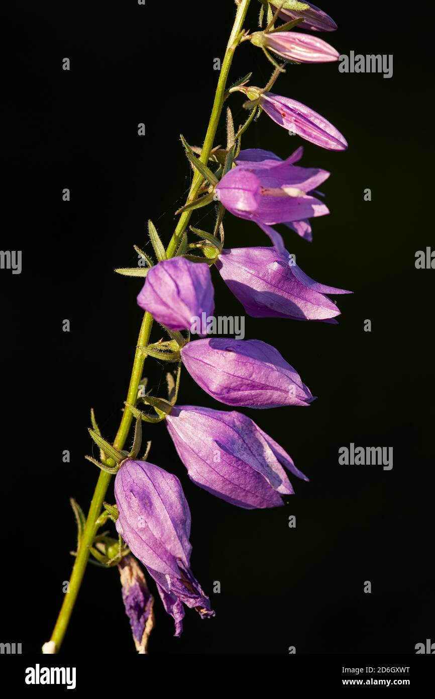 Close up of a flower spike of growing wild Creeping Bellflower, or Rampion Bellflower (Campanula rapunculoides), a perennial herbaceous plant. Stock Photo