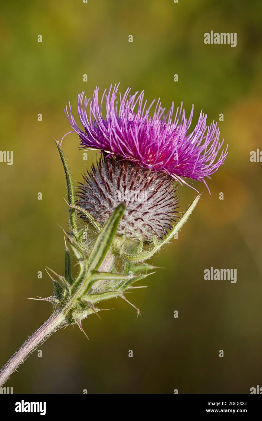 Flower head of a cotton thistle (Onopordum acanthium), aka Scotch (or Scottish) thistle. Stock Photo