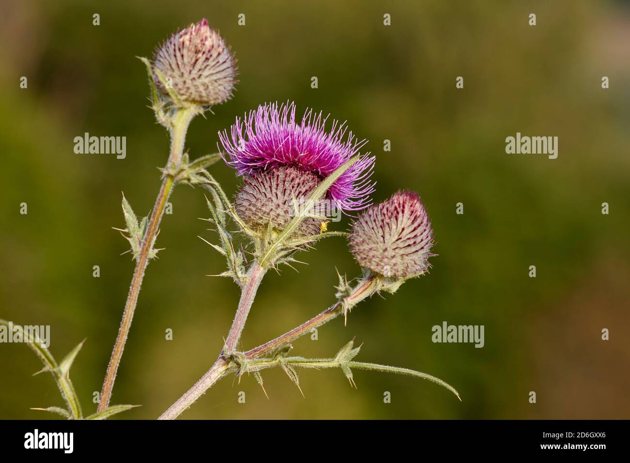 Flower heads of a cotton thistle (Onopordum acanthium), aka Scotch (or Scottish) thistle. Stock Photo