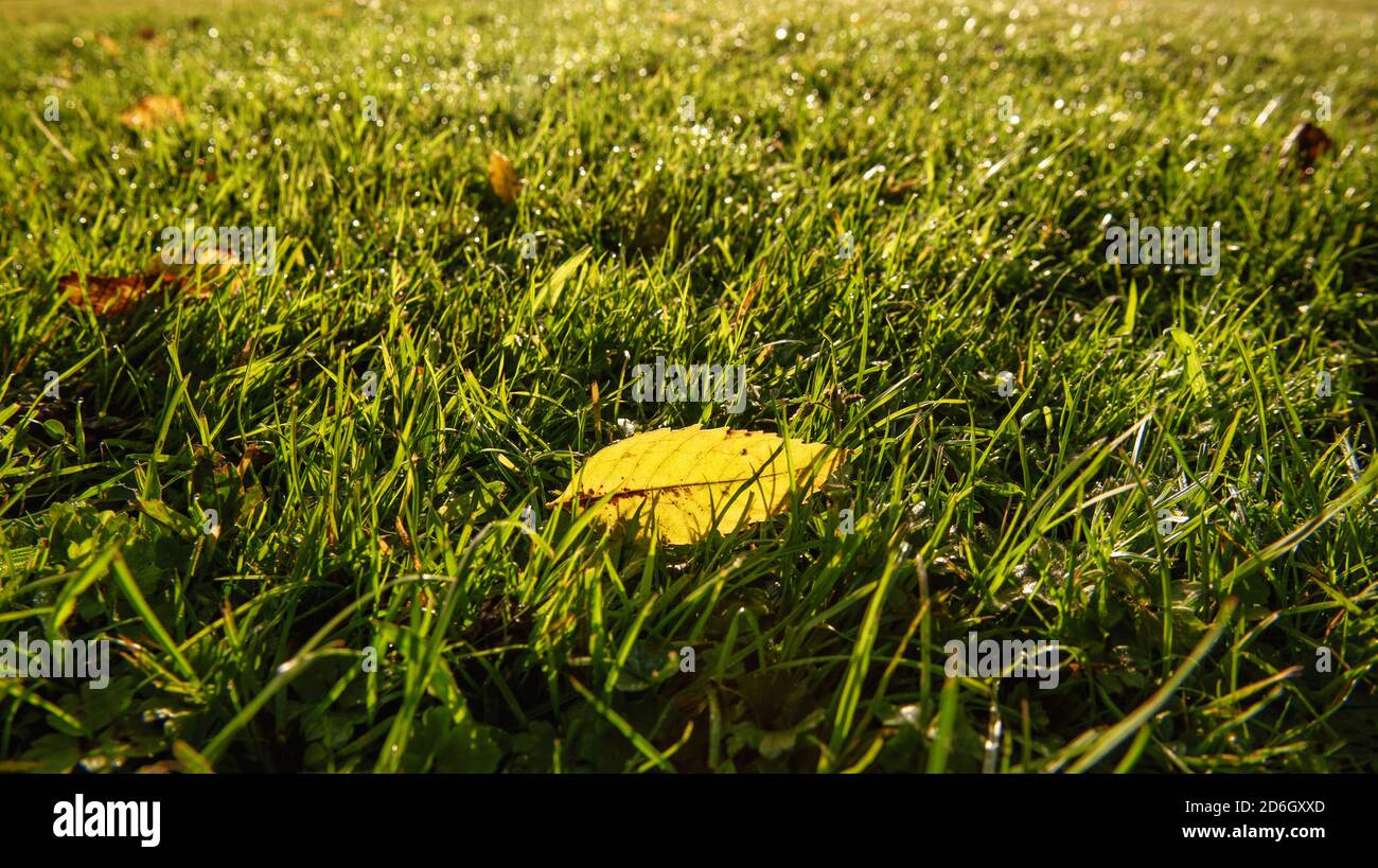 Nature background autumn grass hi-res stock photography and images - Alamy