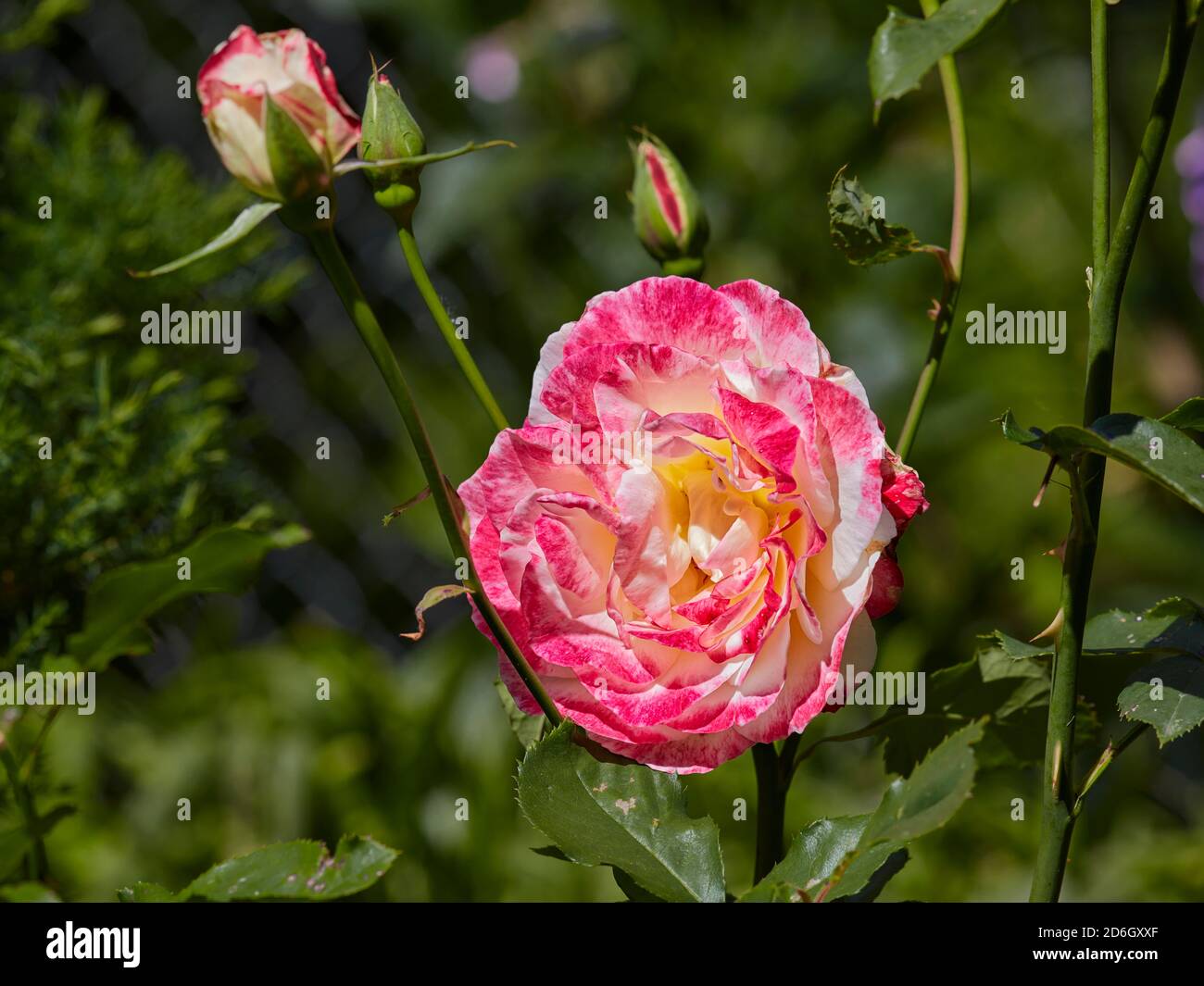 Large Inflorescence Flowering Head High Resolution Stock Photography ...