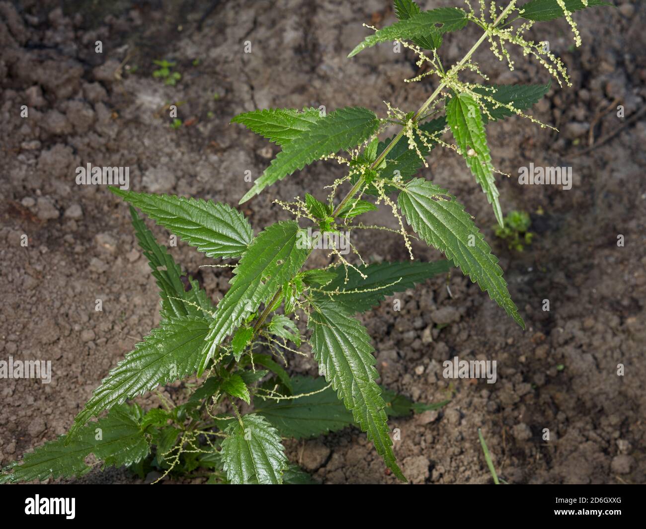 Close up of stem and leaves of common nettle (Urtica dioica), also