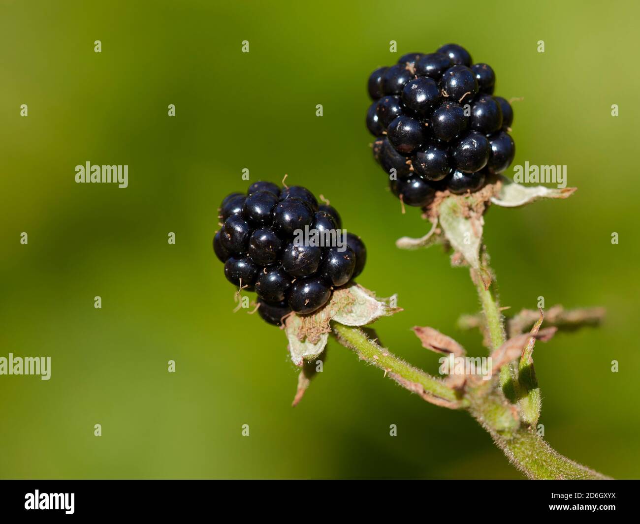 Close up of two ripe fruits of European blackberry (Rubus fruticosus). Stock Photo
