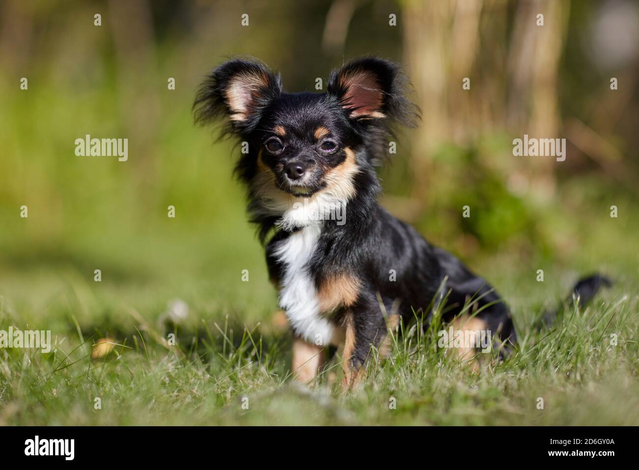 Portrait of a black juvenile long-haired Chihuahua dog sitting on green grass. Stock Photo