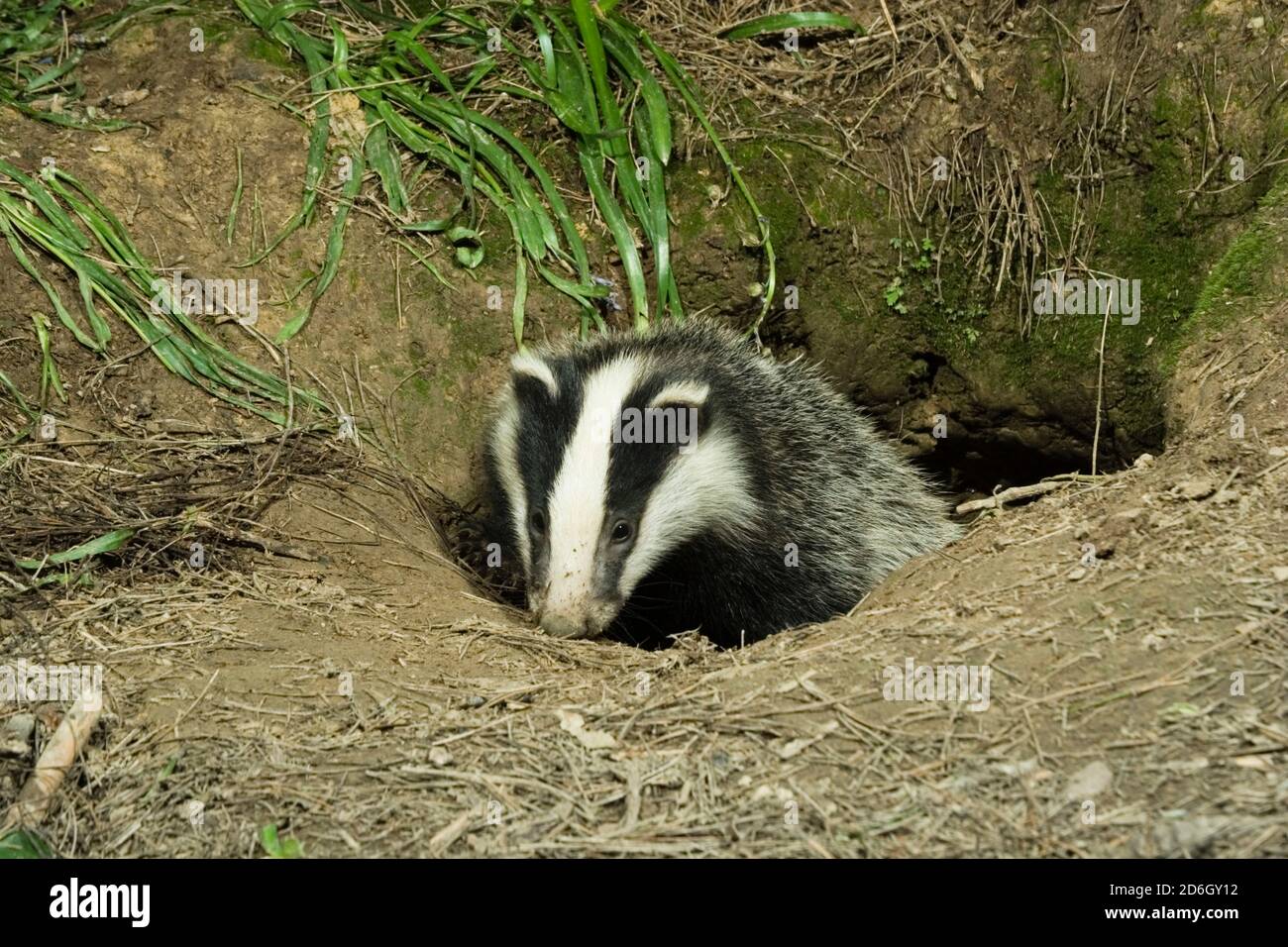 Wild Badger cub emerging from sett. (Meles meles) Hemsted Forest near ...