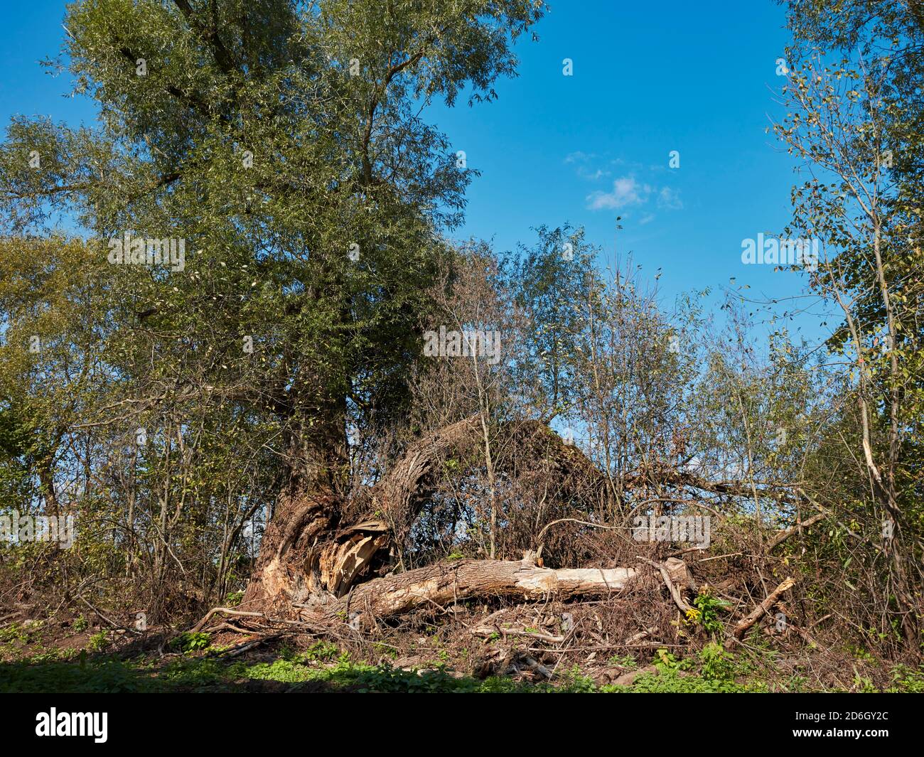 Large old white willow tree (Salix alba) with a split trunk. Kaluga Oblast, Russia. Stock Photo