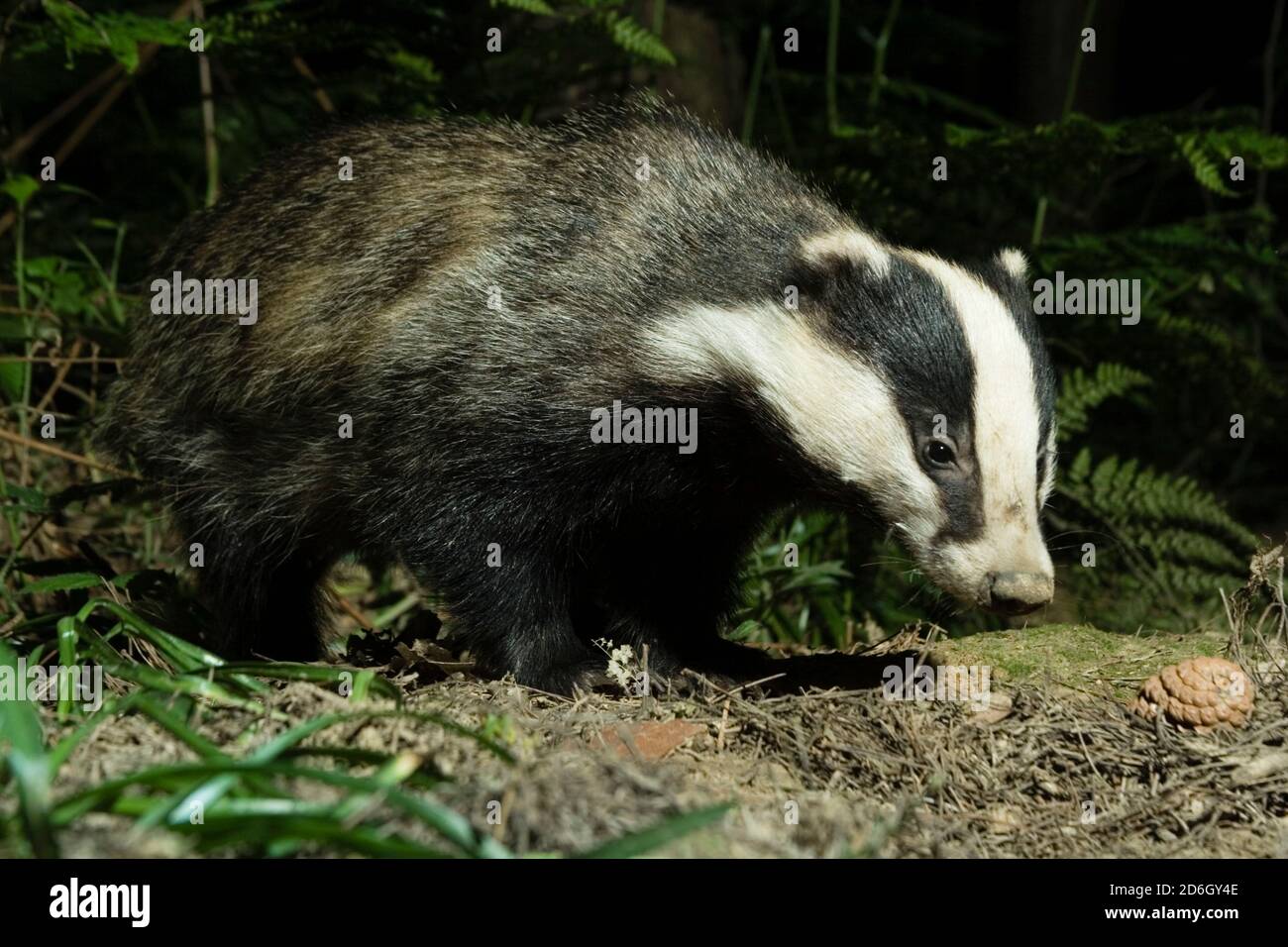 Wild Male Badger (Meles meles) walking through the Forest. Hemsted Forest near Cranbrooke Kent. 26.05.2007. Stock Photo