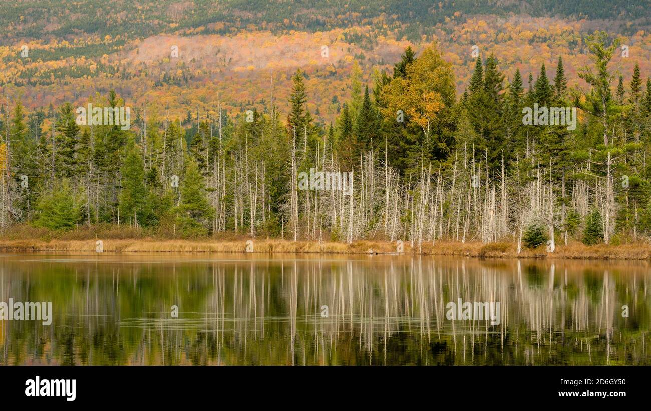 Grassy Pond, Baxter State Park, Maine Stock Photo Alamy