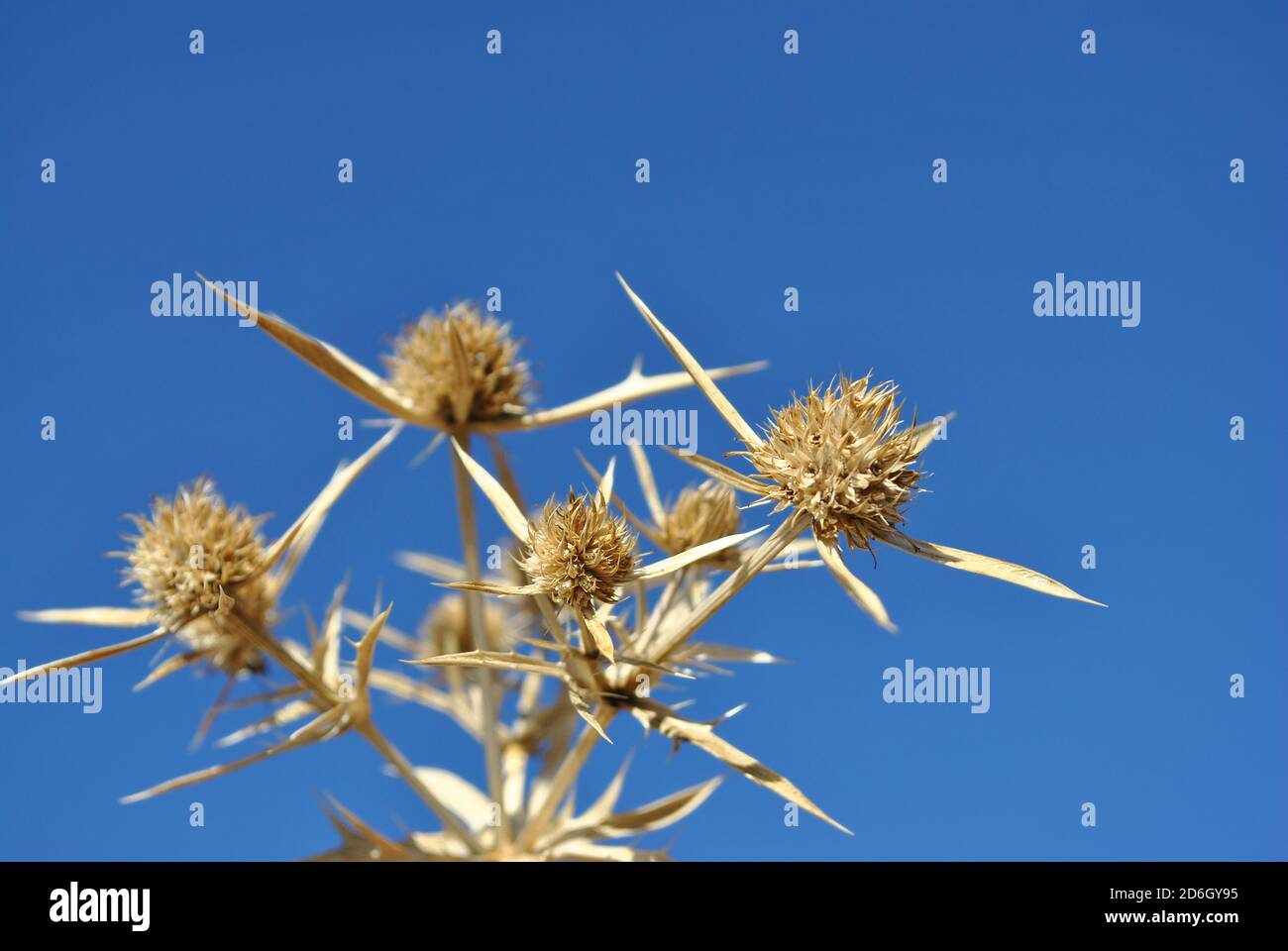 Eryngium campestre (known as field eryngo) dry twigs on bright blue sky background Stock Photo