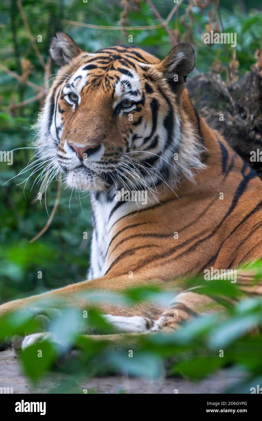 A tiger sits inside an enclosure at Budapest Zoo in Hungary. Stock Photo