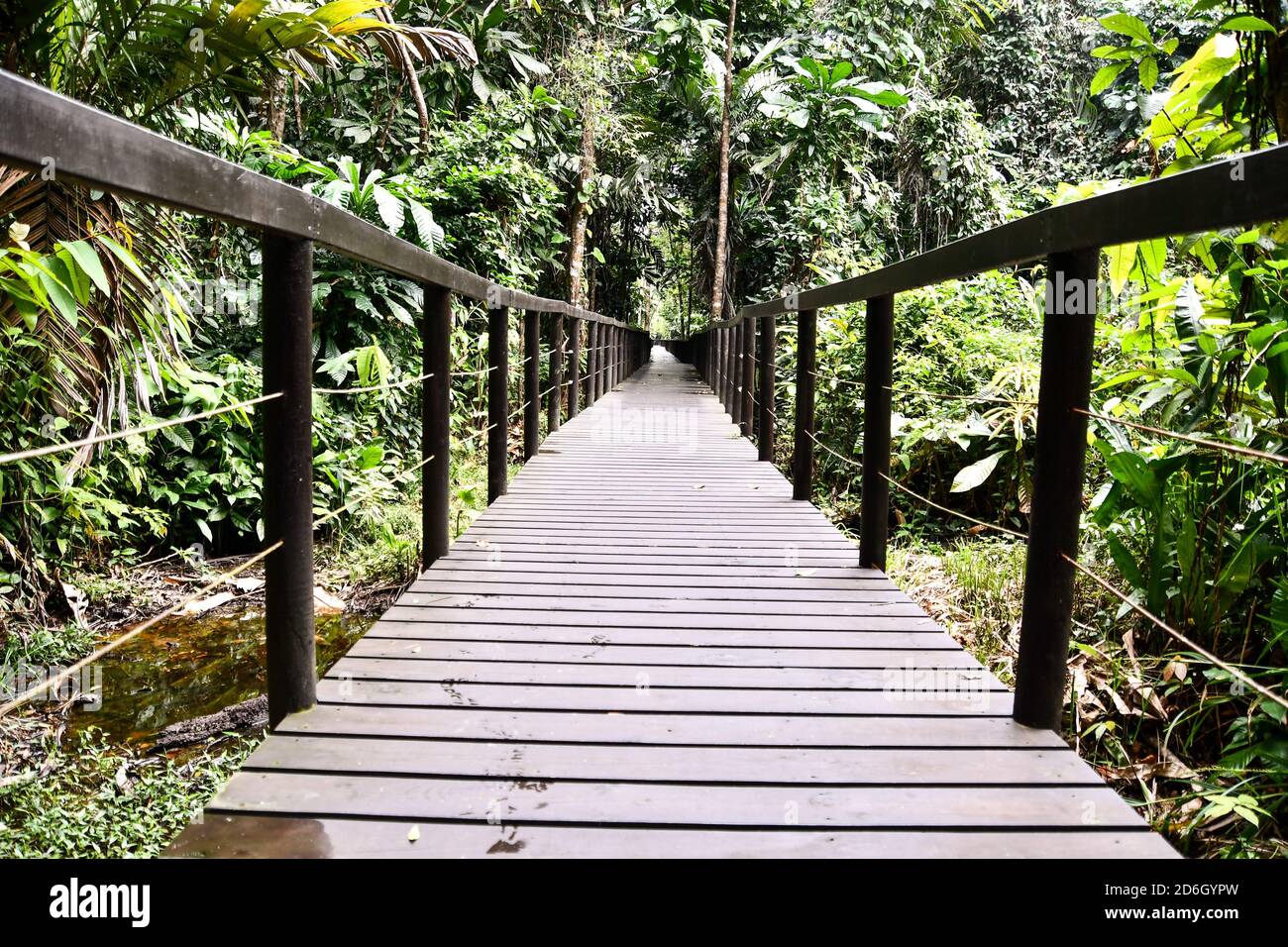 path in the forest, in costa rica central america Stock Photo - Alamy