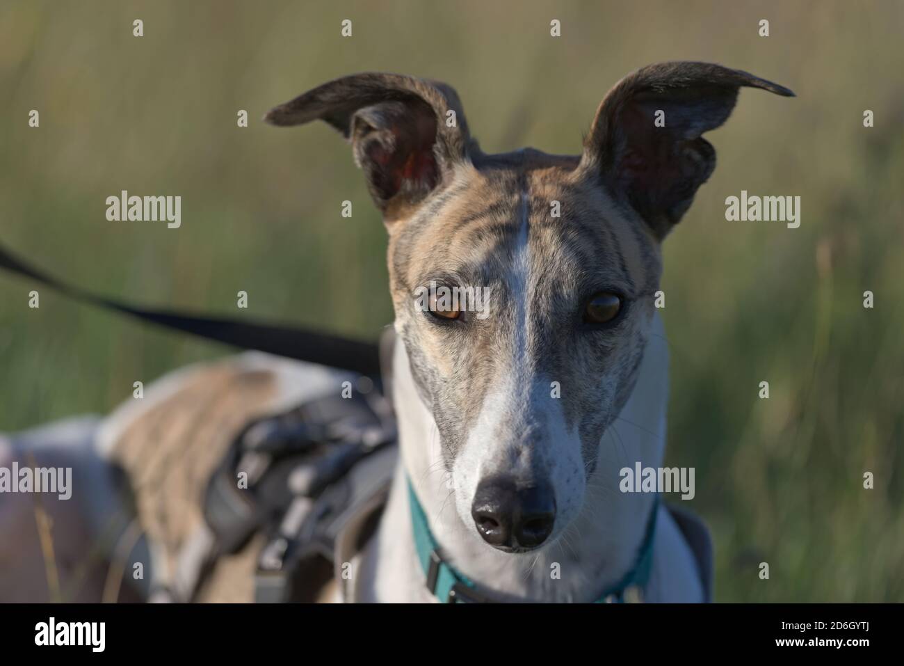 Symmetry and two tone color makes this portrait of a greyhound staring directly at the camera visually striking. Golden hour light makes shadows blue Stock Photo
