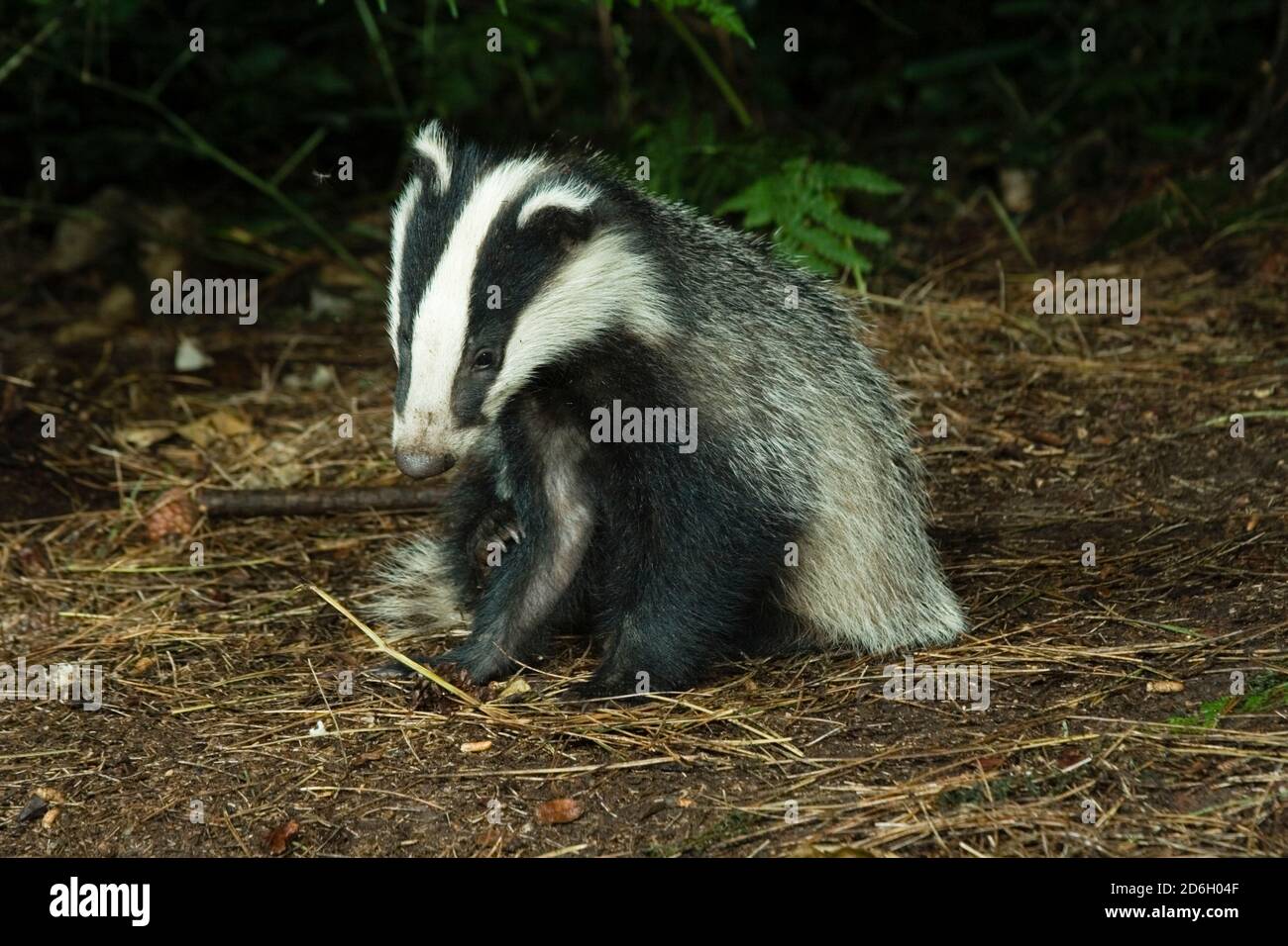 Wild Badger cub (Meles meles) Grooming. Hemsted Forest near Cranbrooke Kent. 23.06.2007. Stock Photo