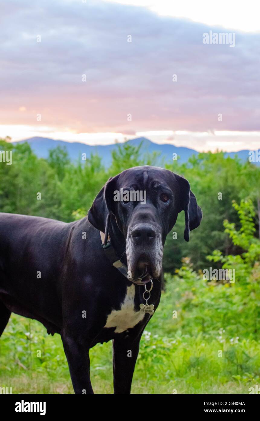 Black Great Dane adventuring in mountains Stock Photo Alamy