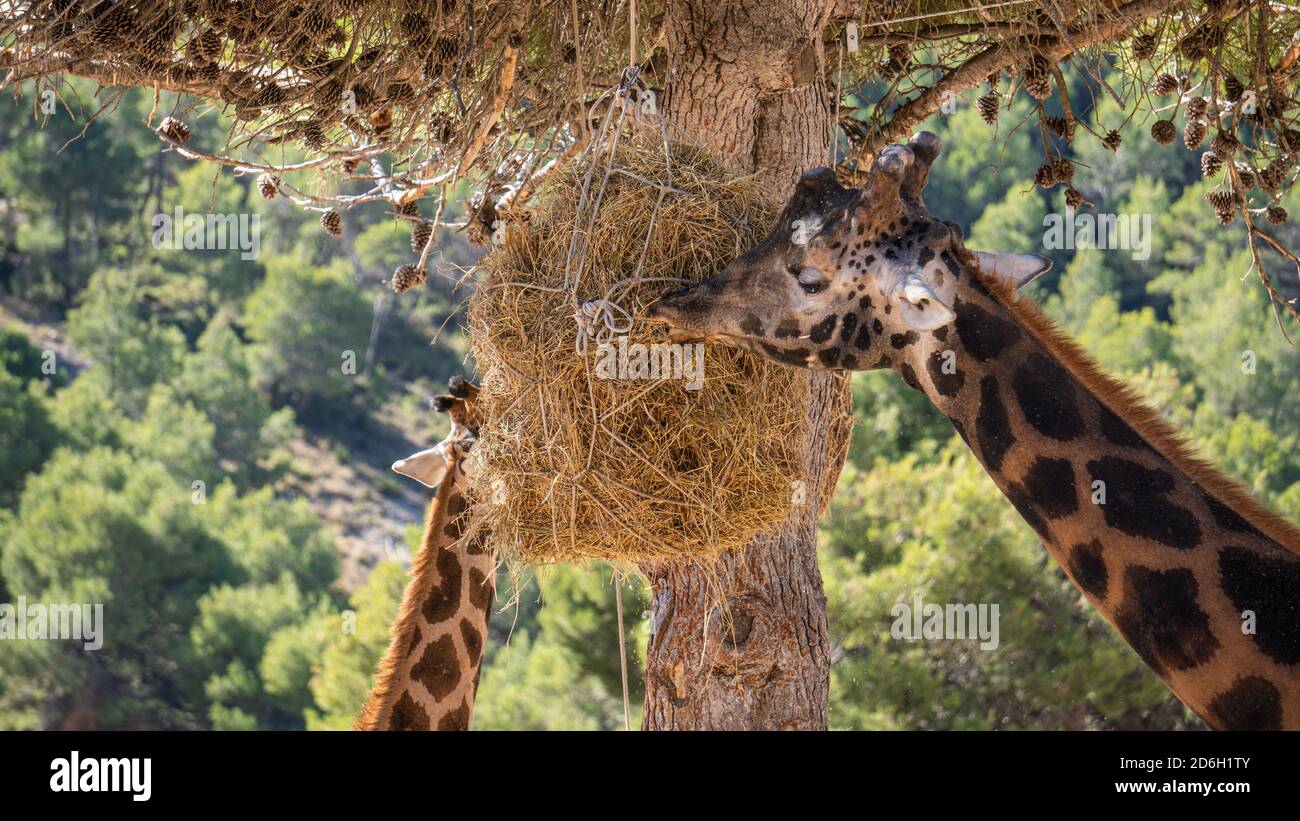 Giraffes eating from tree hires stock photography and images Alamy