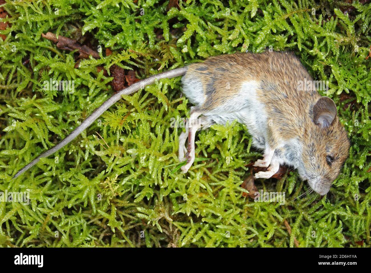 Dead Wood Mouse Apodemus sylvaticus Stock Photo