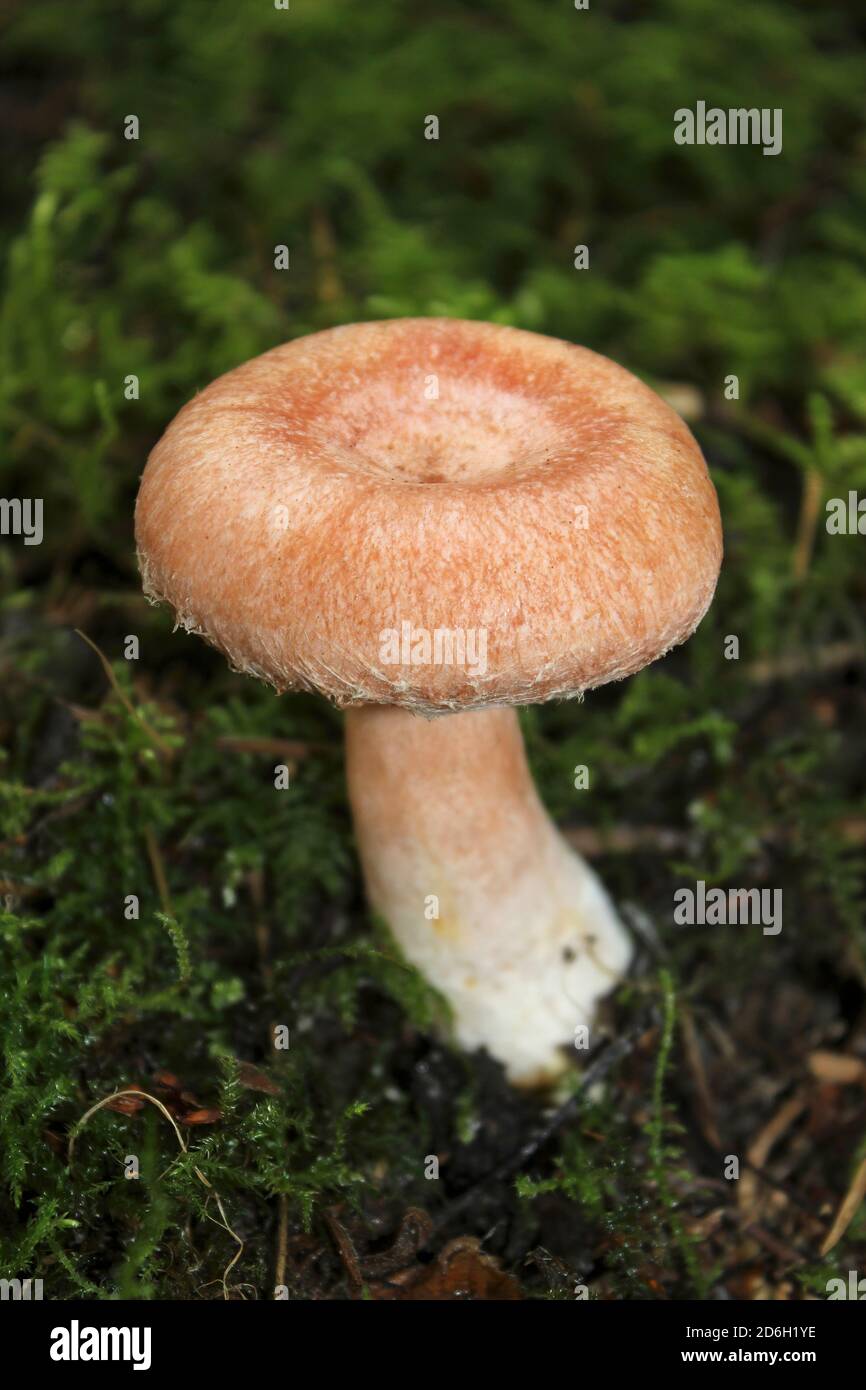 Woolly Milkcap a.k.a. Bearded Milkcap Lactarius torminosus Stock Photo