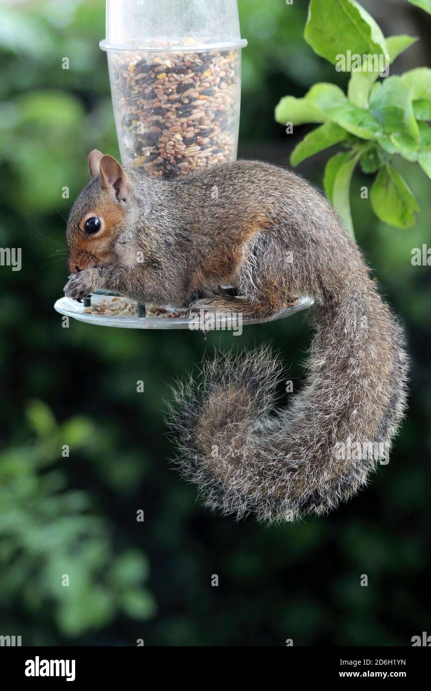 Grey Squirrel Sciurus carolinensis On Seed Feeder Stock Photo