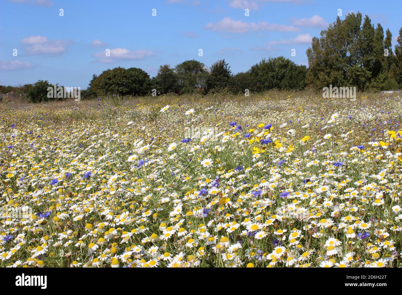 Wildflower Meadow in Rimrose Valley Country Park, Merseyside, UK Stock Photo