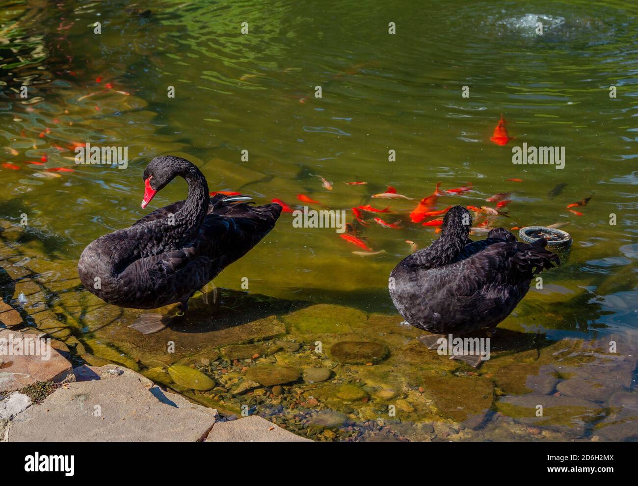 Beautiful black swans on a pond with red carp koi fishes. Stock Photo
