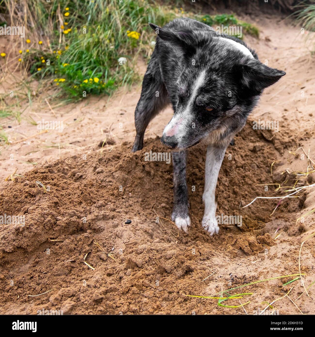 Border hotsell collie digging