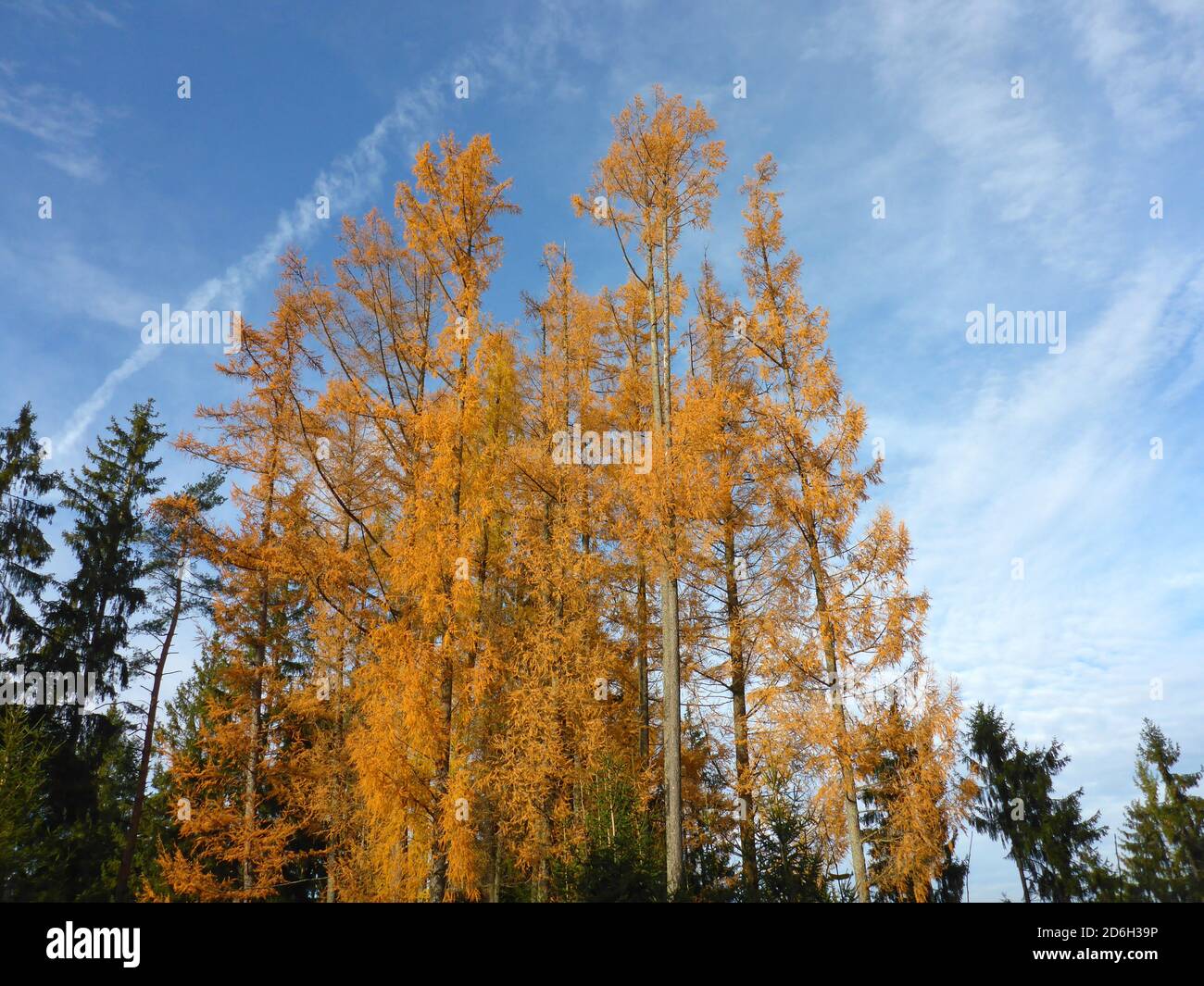 larch trees in autumn Stock Photo