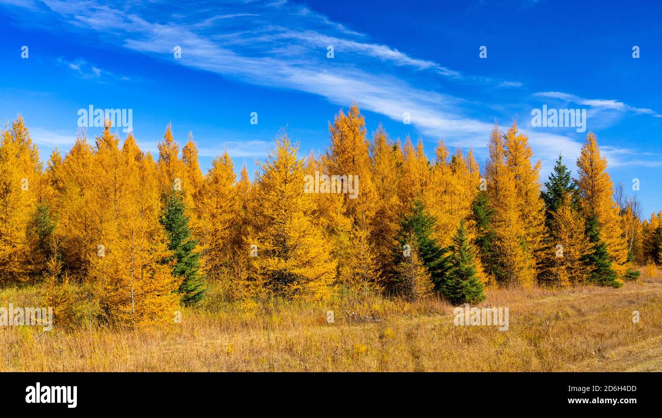 Fall foliage color in the larch trees near Sundown, Manitoba, Canada ...