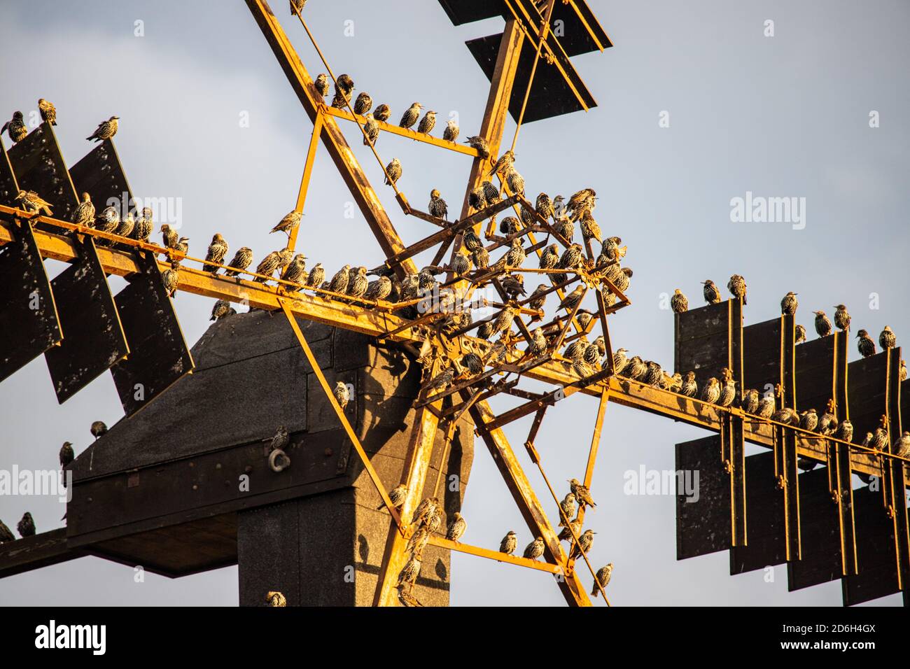 starlings sitting on a windmill wheel Stock Photo