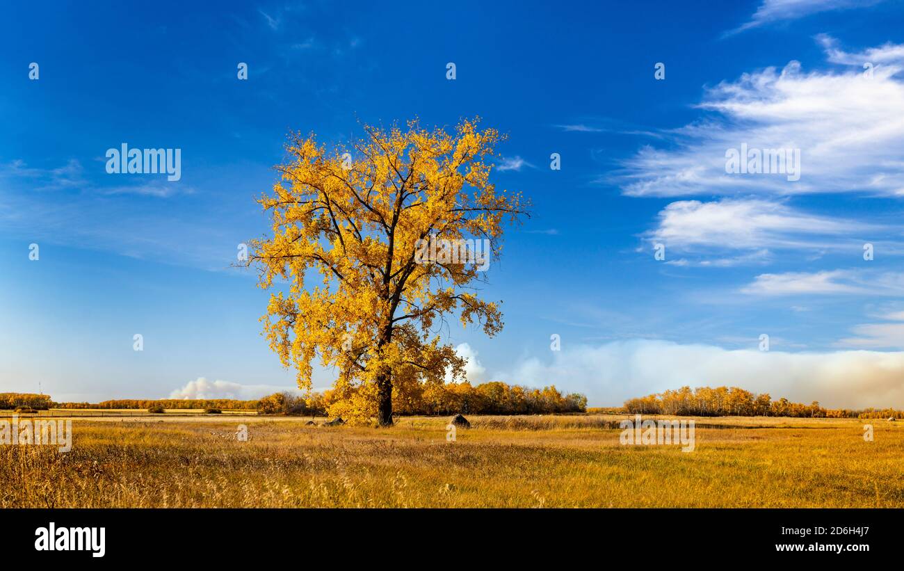 A lone cottonwood tree in fal foliage color near Vita, Manitoba, Canada. Stock Photo