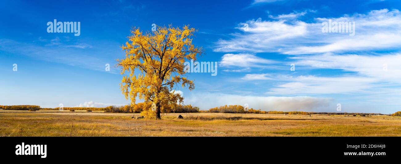 A lone cottonwood tree in fall foliage color near Vita, Manitoba, Canada. Stock Photo