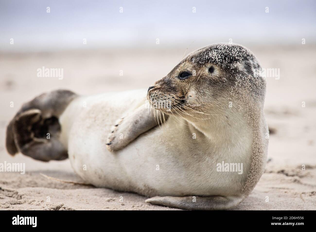 seals baby at the danish coast Stock Photo