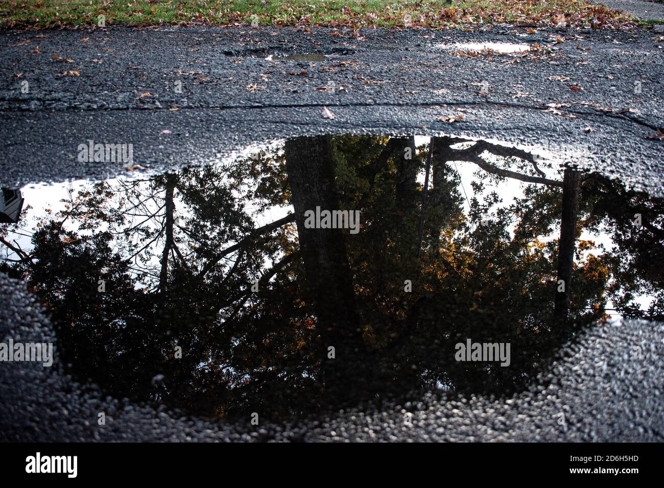 A puddle with a reflection of a tree in the fall Stock Photo