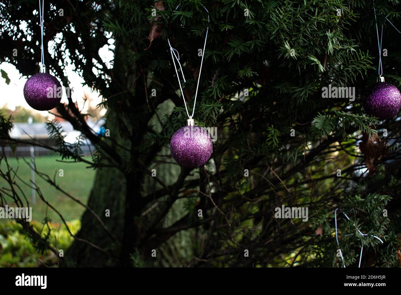 Purple ornaments on a pine tree to start off the season Stock Photo