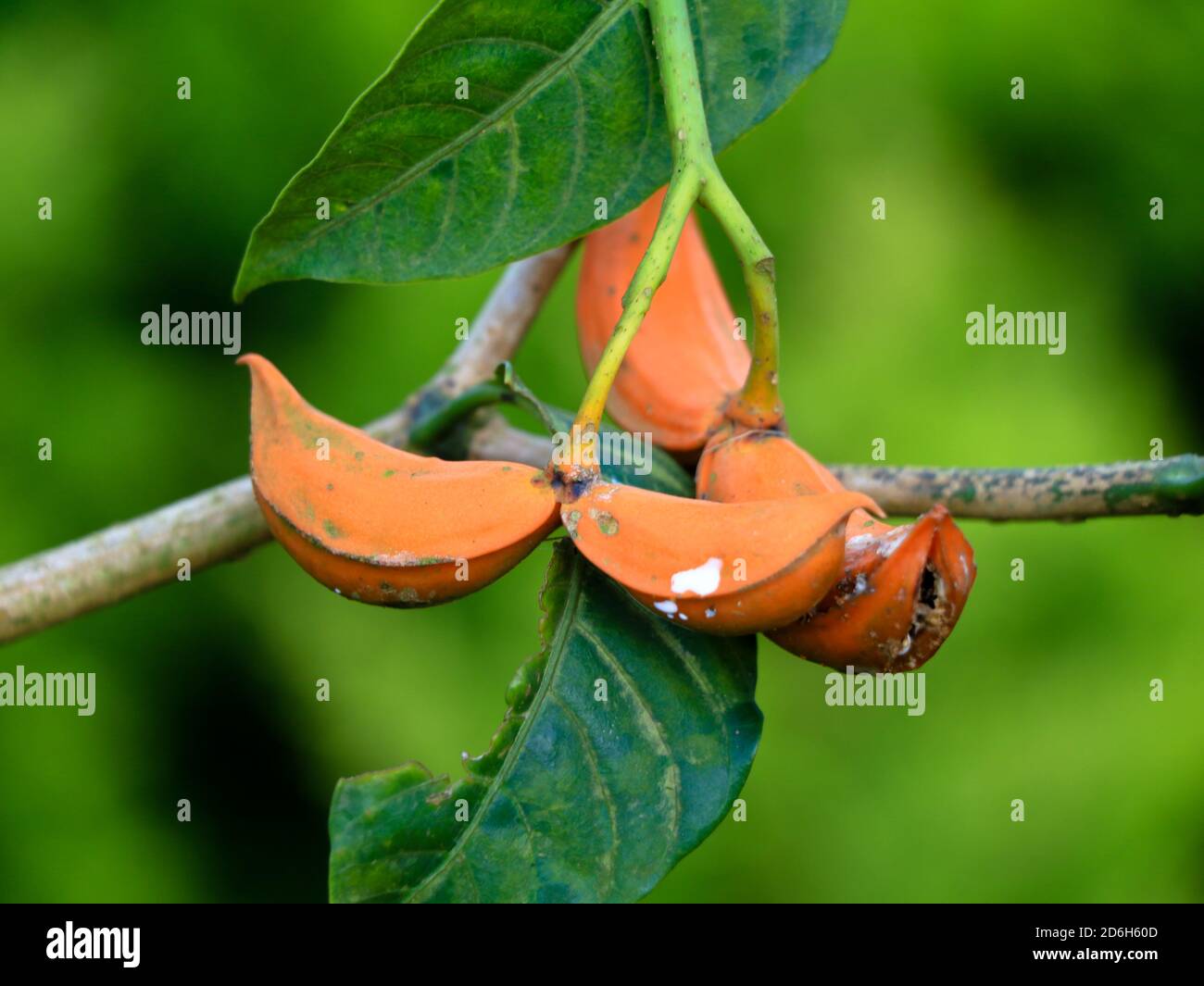 Orange color seeds of Tabernaemontana alternifolia tree in the Apocynaceae family, selective focus Stock Photo