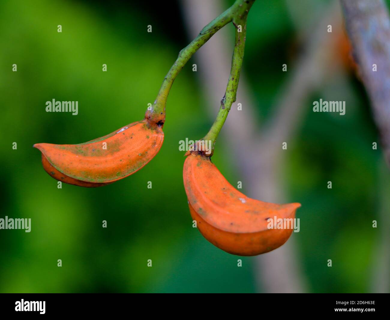 Orange color seeds of Tabernaemontana alternifolia tree in the Apocynaceae family, selective focus Stock Photo